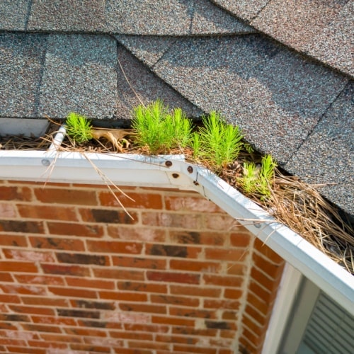 Plants growing in a clogged gutter by a shingled roof against a brick house River City Gutters in Houston, TX.